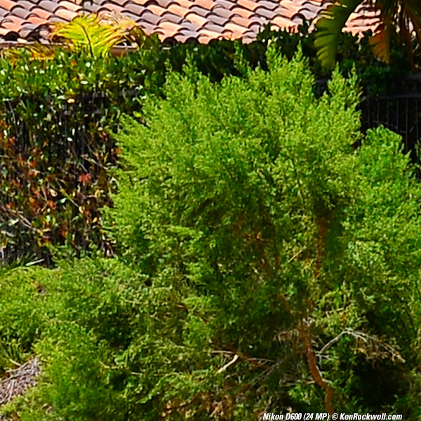 Nikon D600 Sharpness