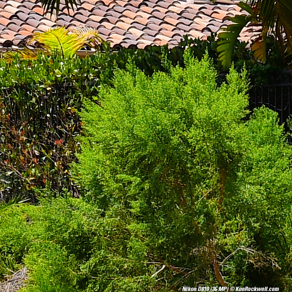 Nikon D810 Sharpness