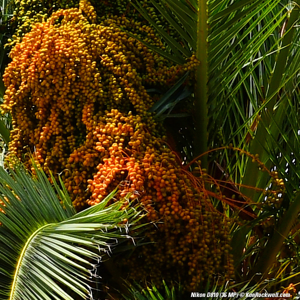 Nikon D810 Sharpness