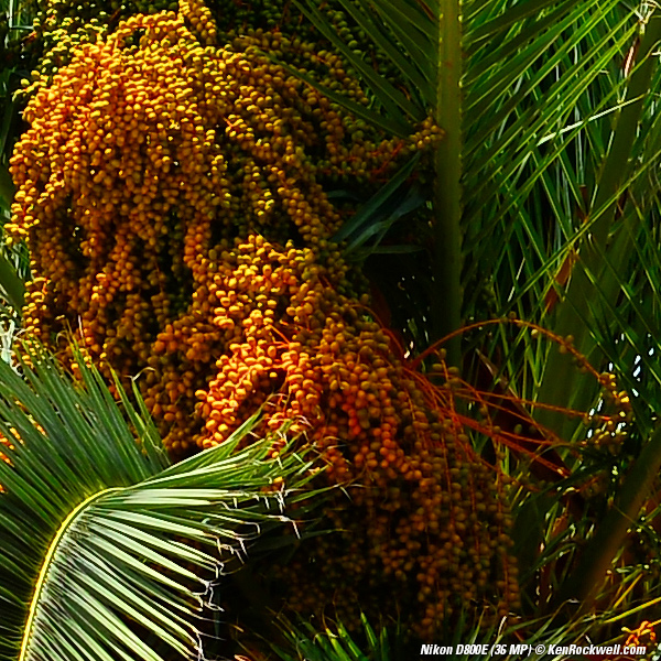 Nikon D800E Sharpness