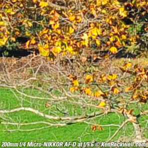 Nikon 200mm f/2 AF-D Micro-NIKKOR