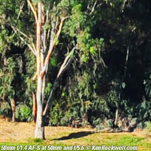 Nikon 50mm f/1.4 AF-S