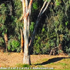 Nikon 85mm f/1.4 AF-S G