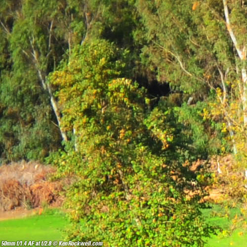 Nikon 50mm f/1.2 AI-s