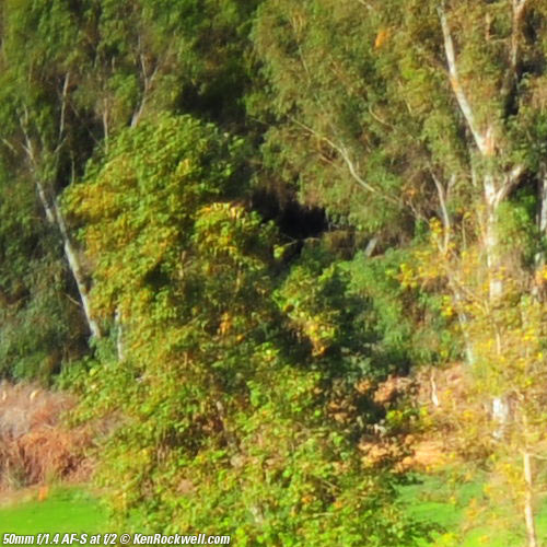 Nikon 50mm f/1.4 AF-S