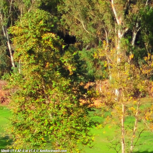 Nikon 50mm f/1.4 AF-S