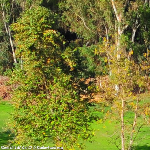 Nikon 50mm f/1.4 AF-S