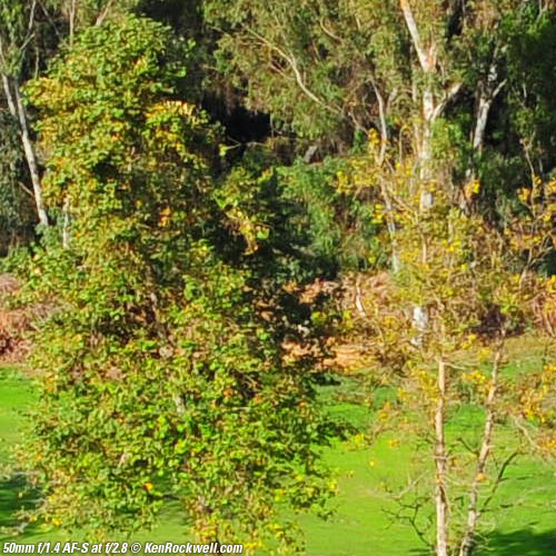 Nikon 50mm f/1.4 AF-S