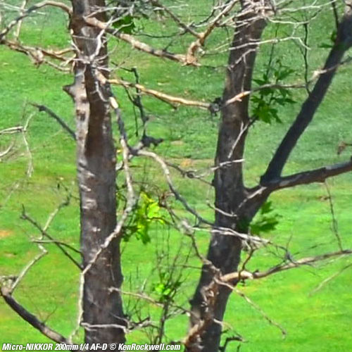 Nikon 200 Micro-NIKKOR