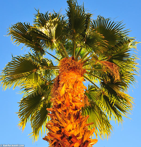 Palm