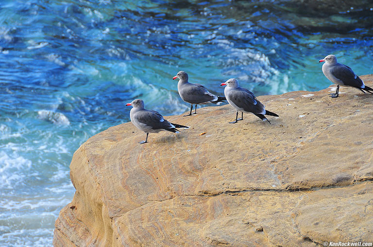 Gulls, La Jolla, California.