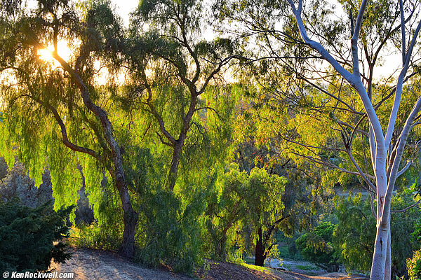 Pepper trees and eucalyptus in backlight,t NGR 06 Mar 2015