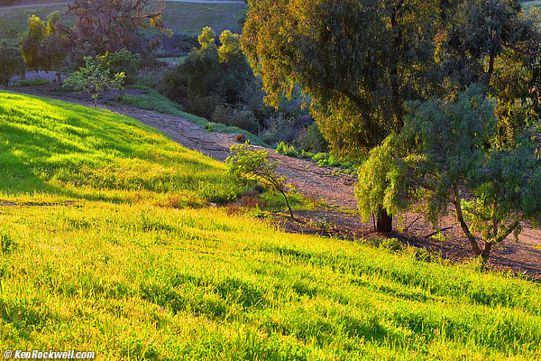 Green grass in spring light NGR 06 Mar 2015
