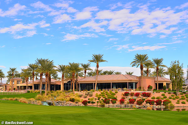 Canary Palm with Fusarium