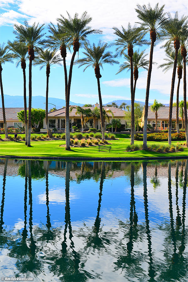 Palms in Paradise, 28 November 2013