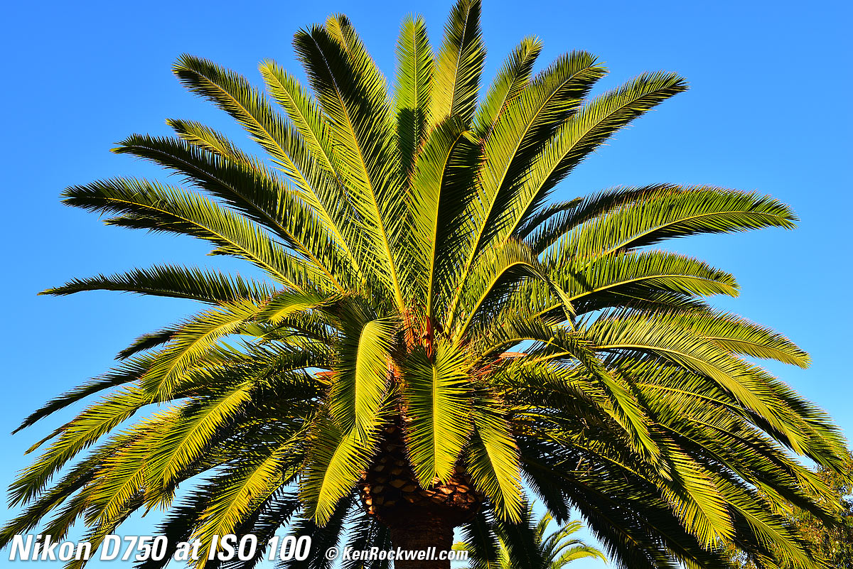 Nikon D750 at ISO 100