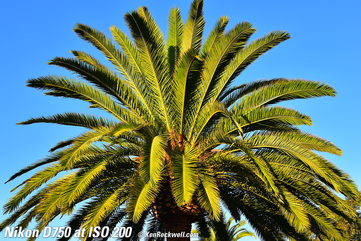 Nikon D750 at ISO 200