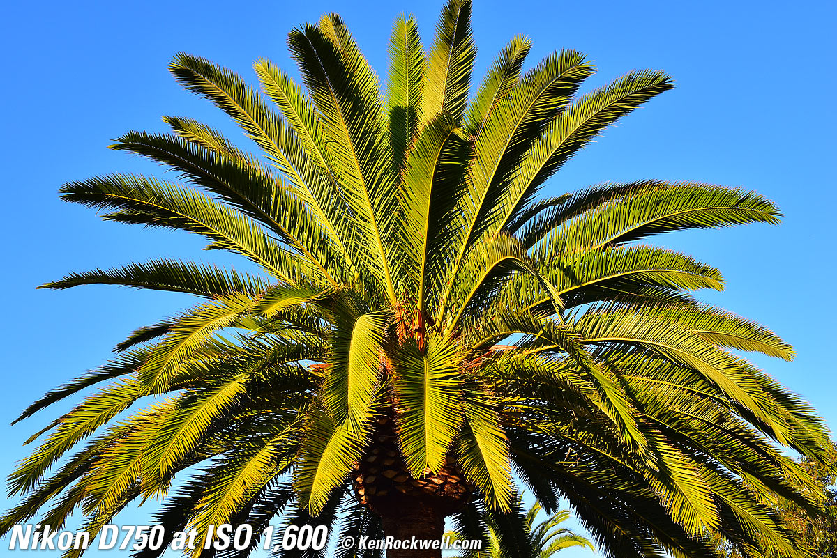 Nikon D750 at ISO 1,600