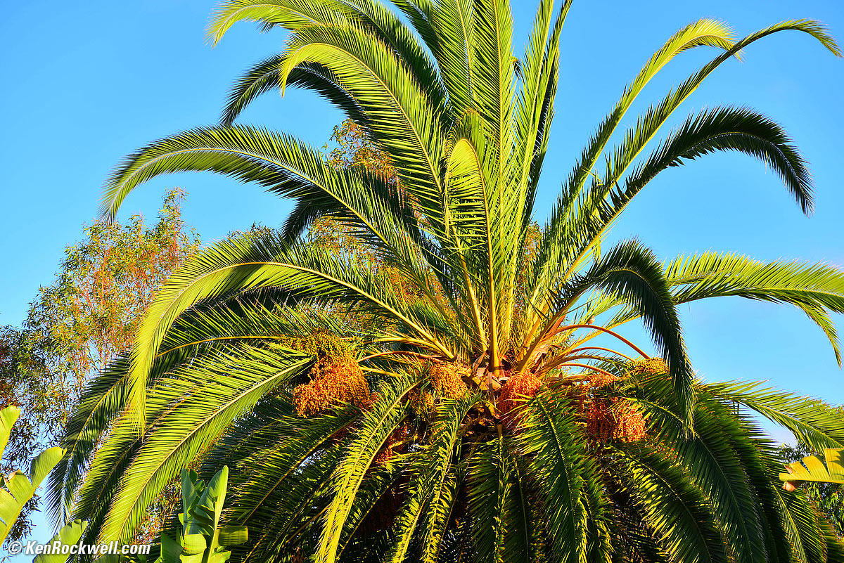 Palm, RP 06 August 2014