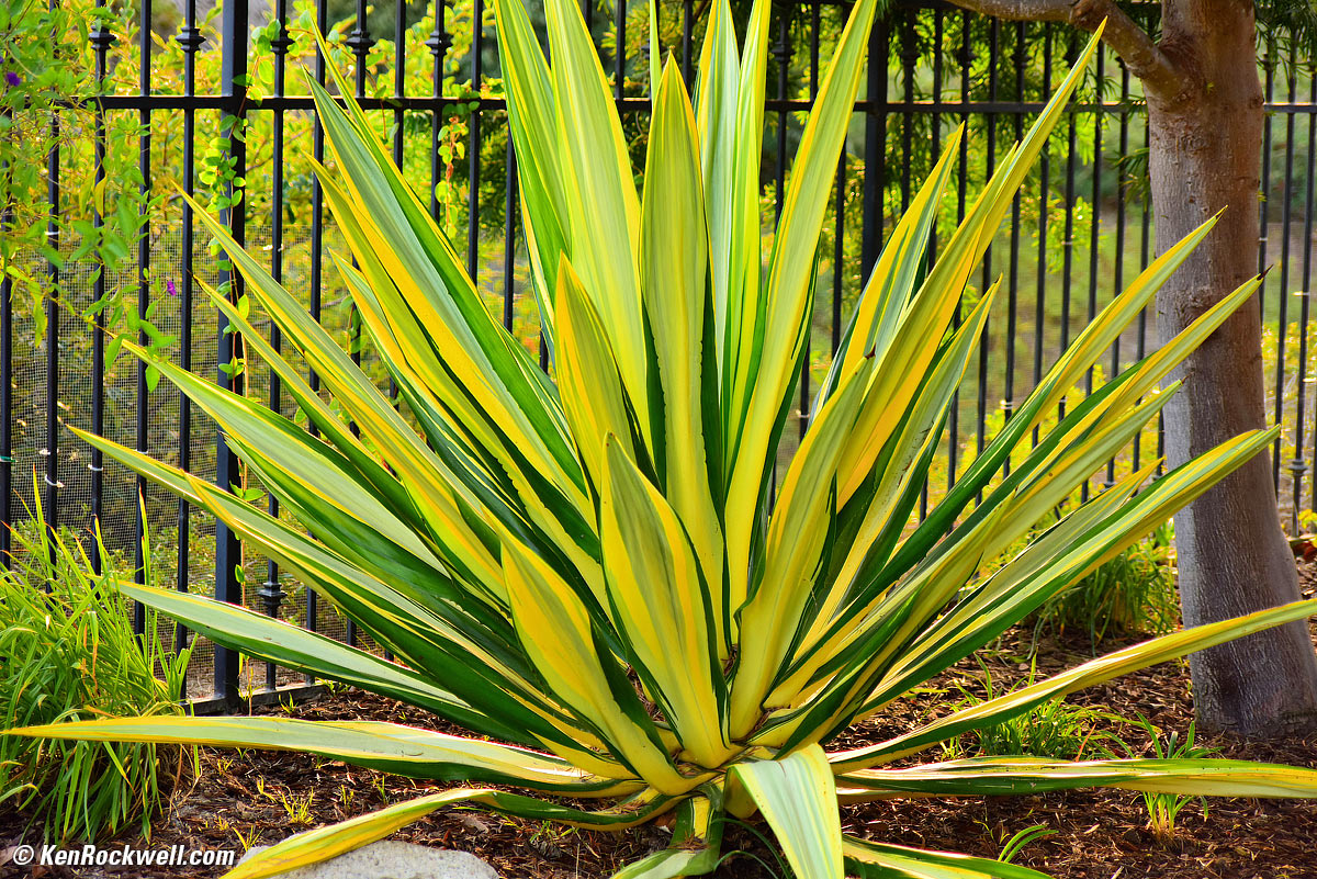 Spear Plant, RP 06 August 2014