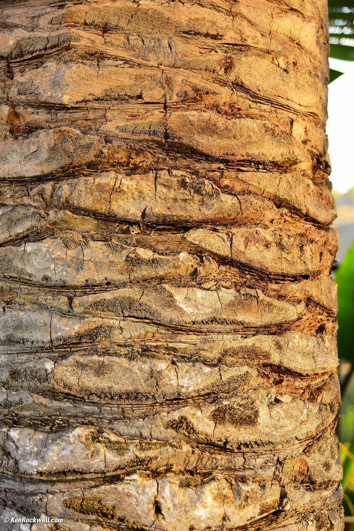 Palm Trunk, RP 06 August 2014