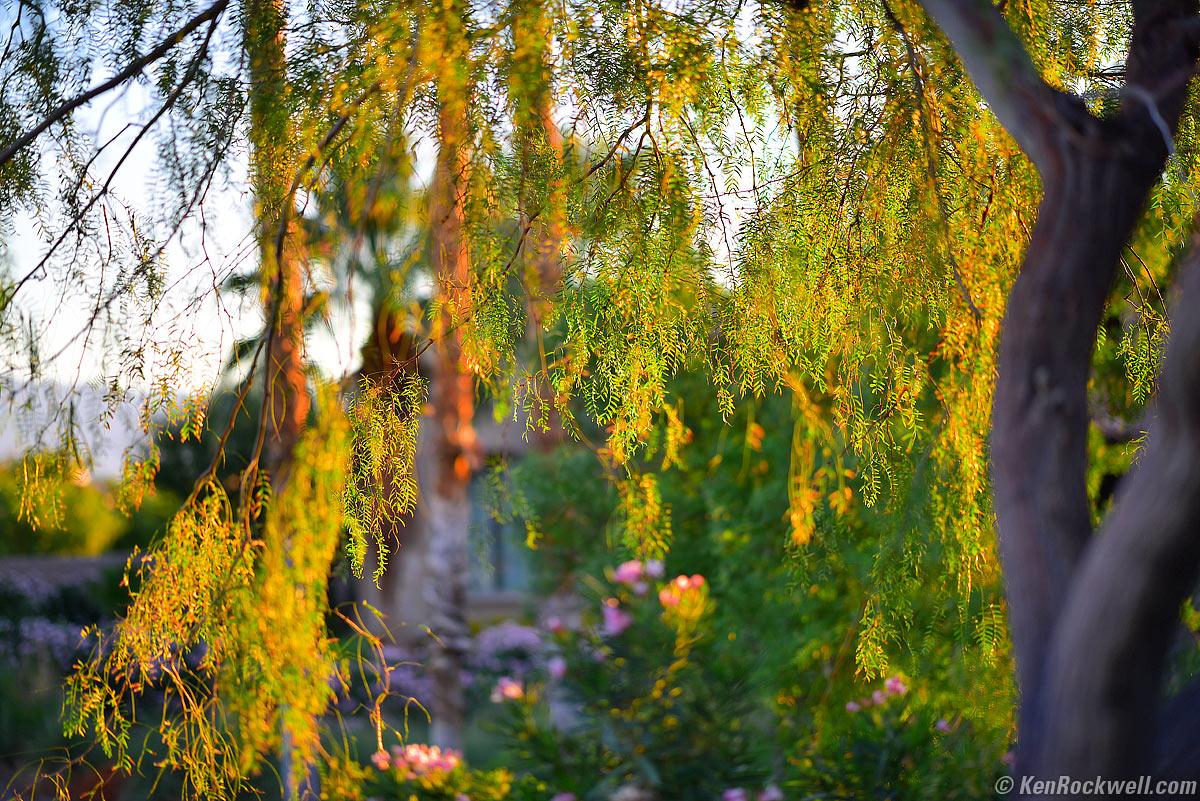 Nikon 105mm f/1.4 sample image file