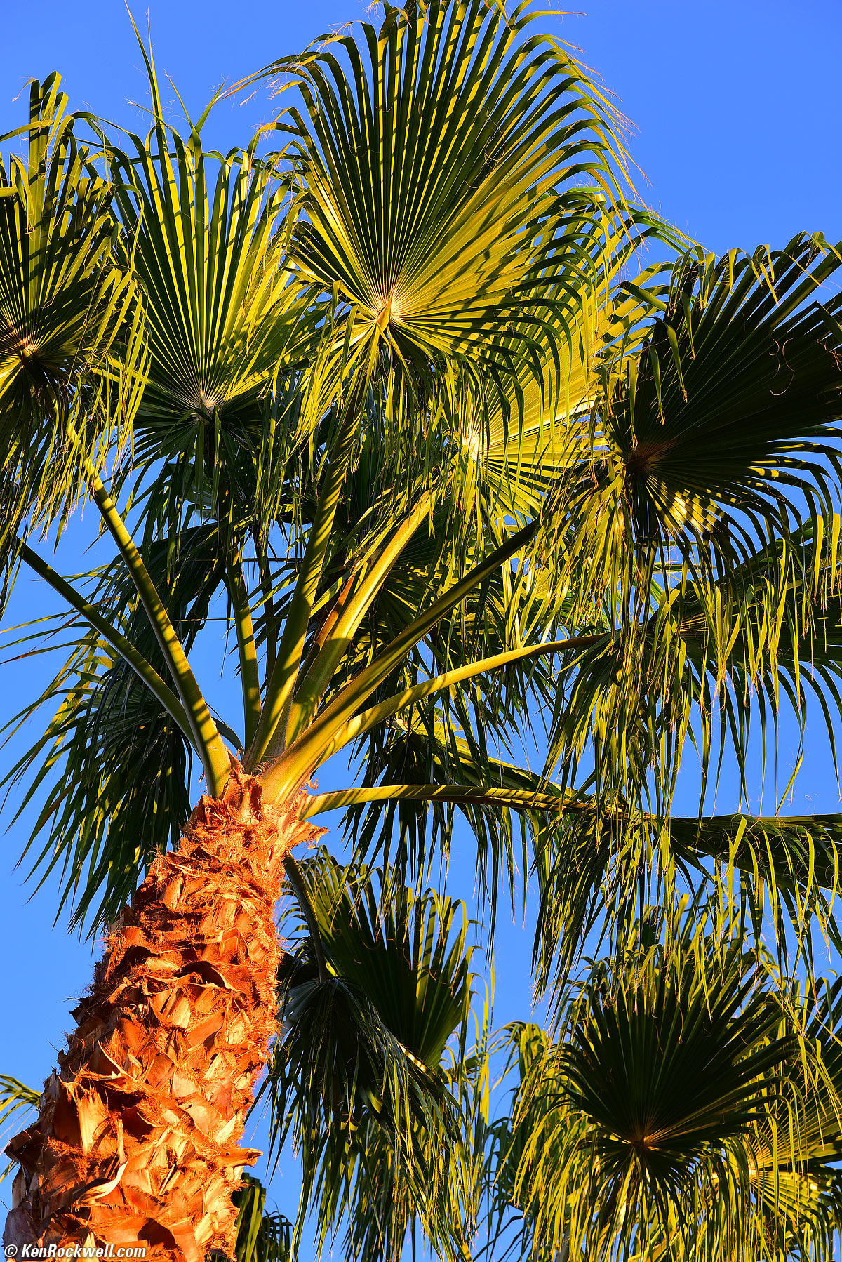 Nikon 105mm f/1.4 sample image file