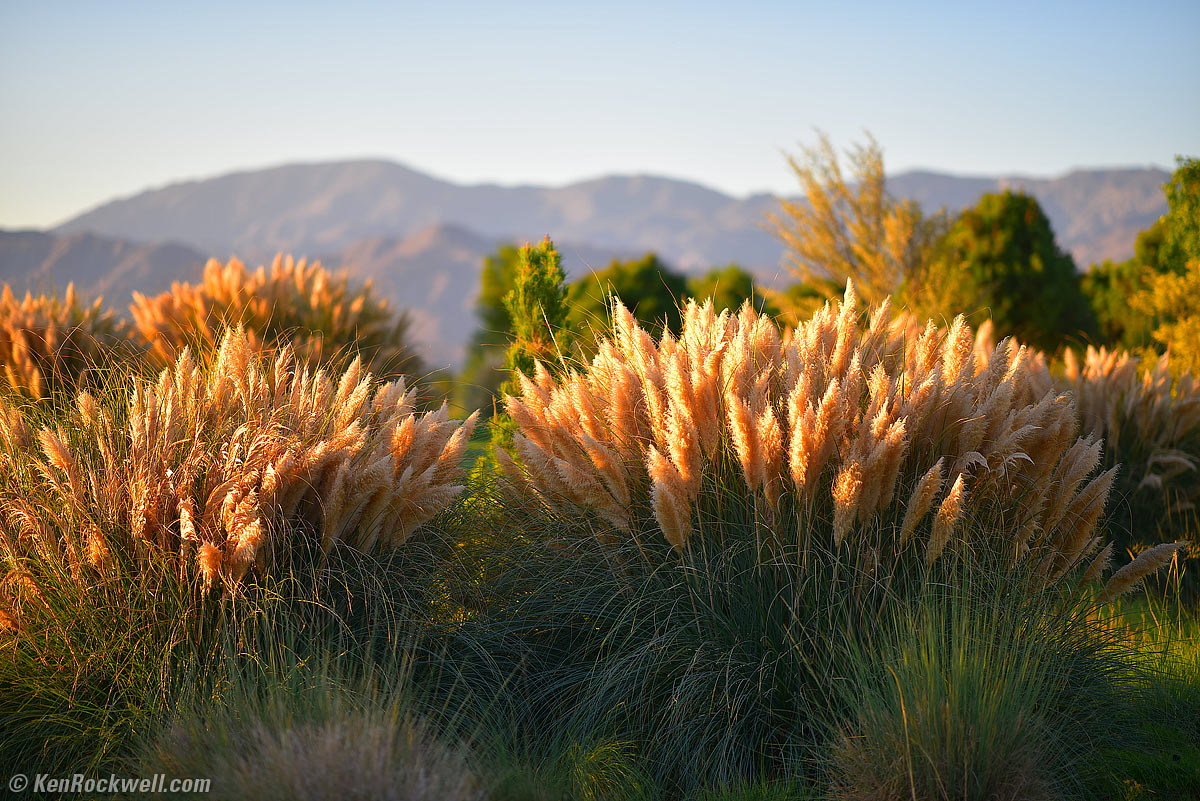 Nikon 105mm f/1.4 sample image file