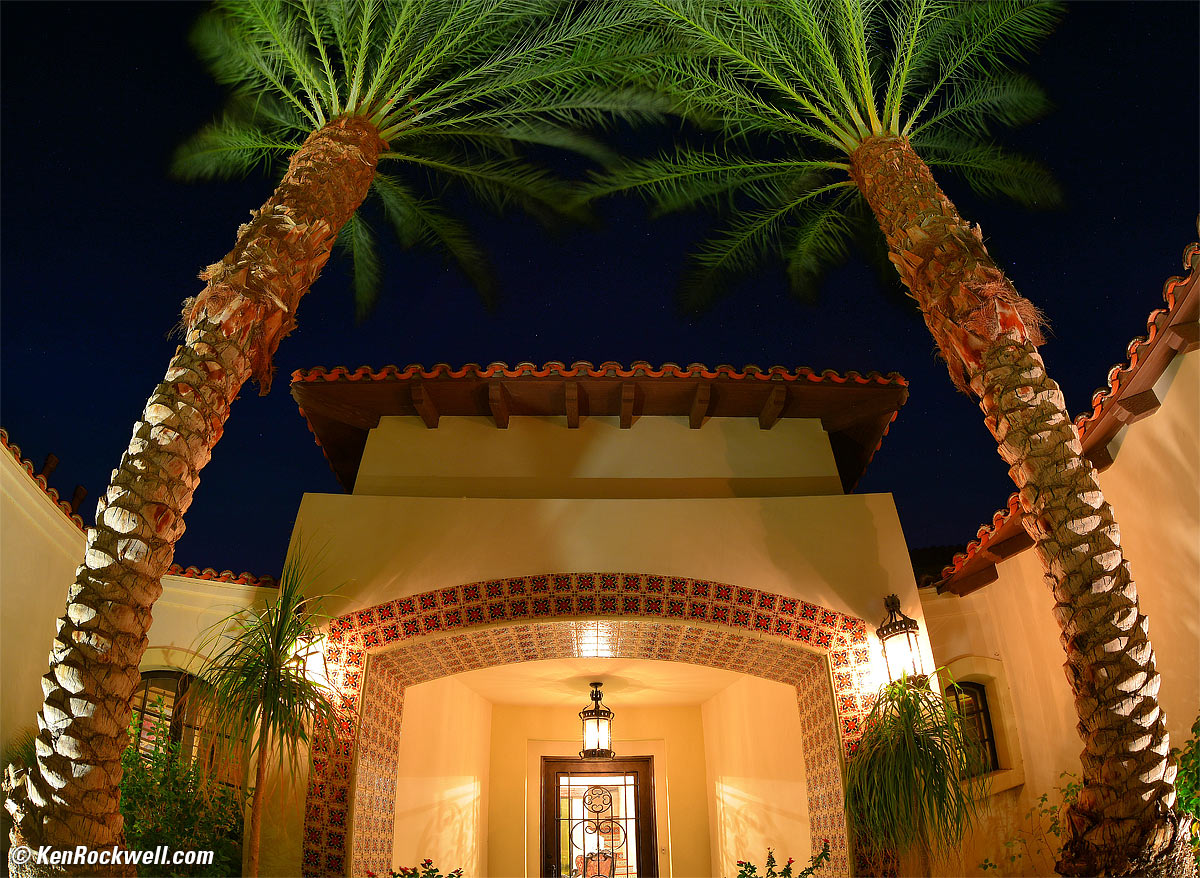 Desert Palms at Night