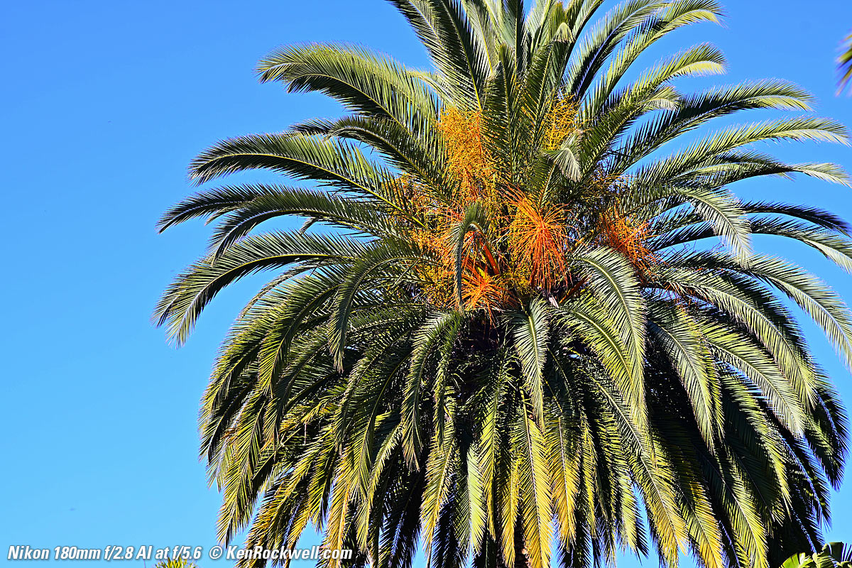 Nikon 180mm f/2.8 AI sample image file