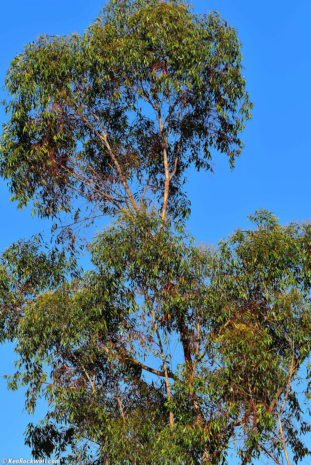 Eucalyptus, RP 29 Oct 2015