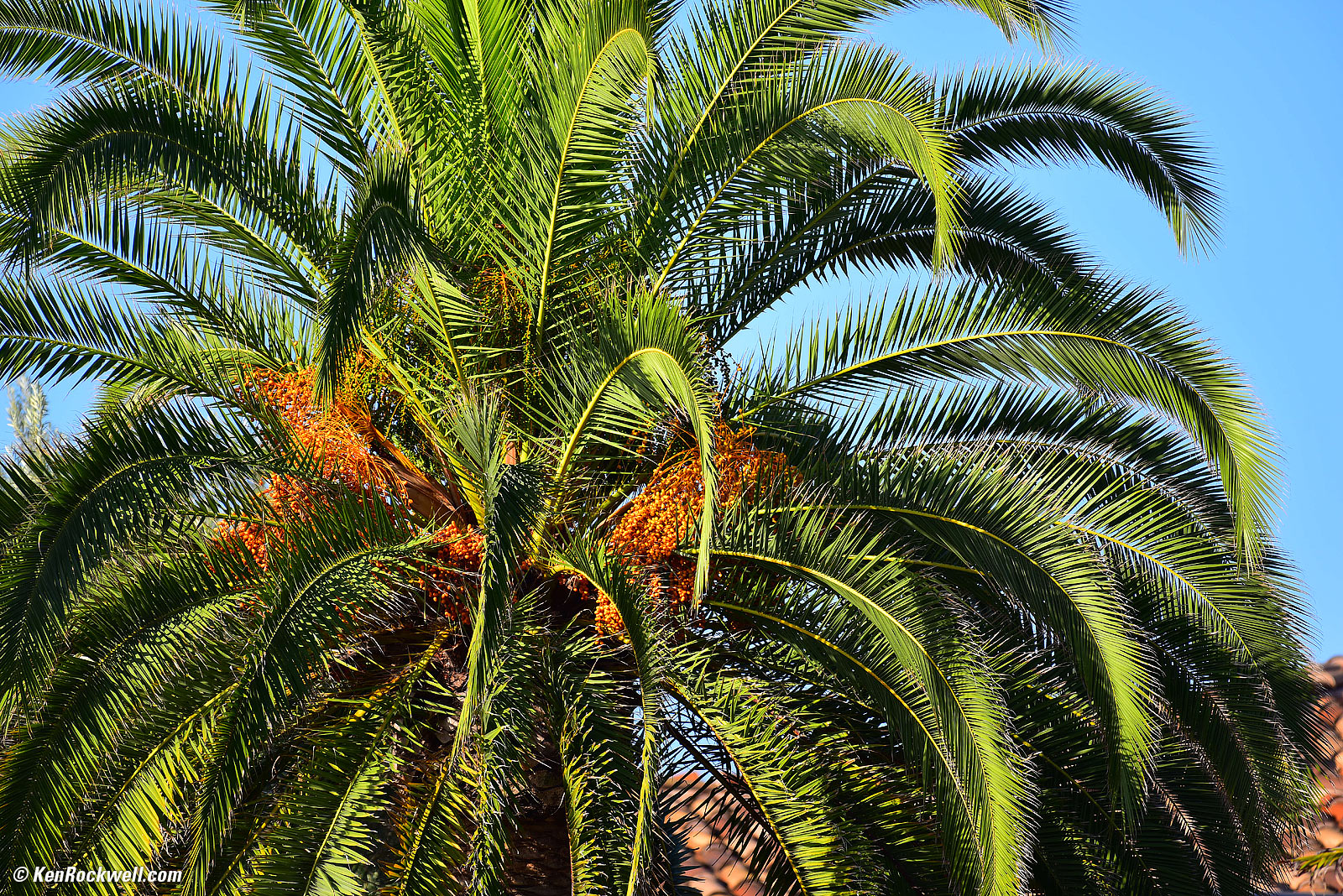 Palm, RP 29 Oct 2015