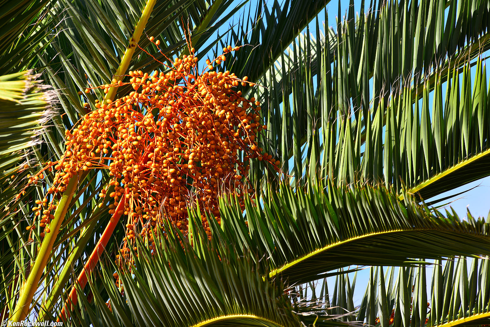 Palm Dates, RP 29 Oct 2015