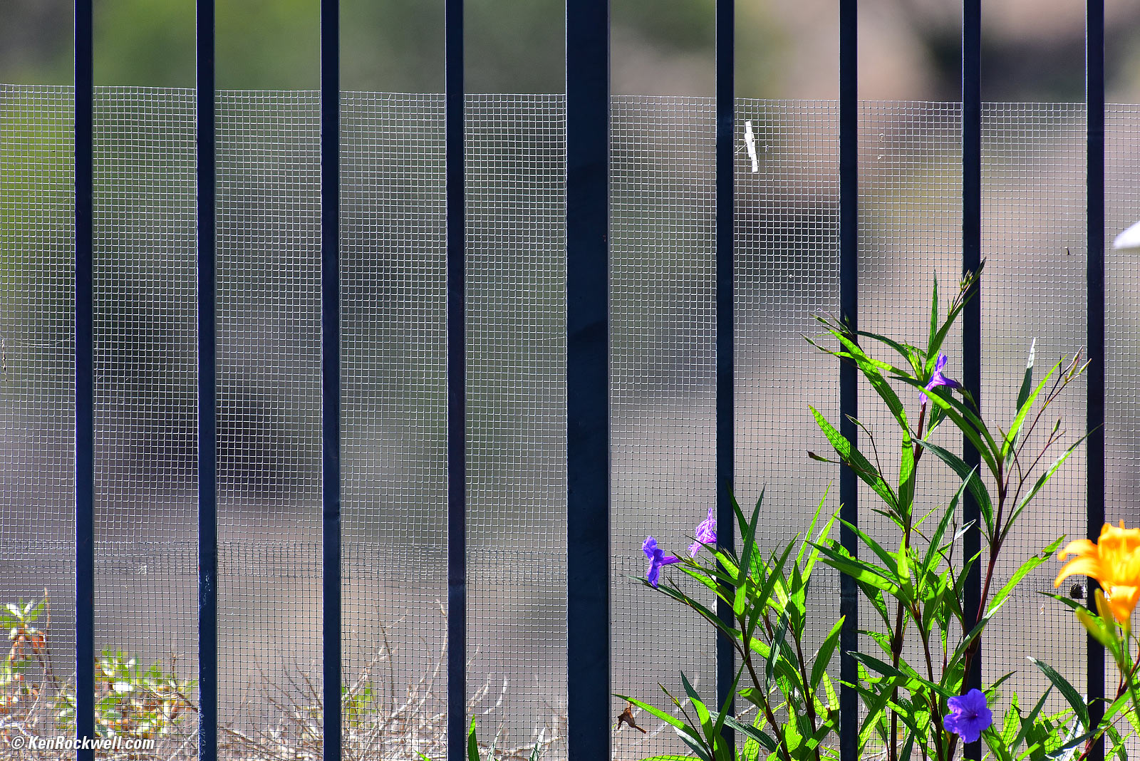 Fence, RP 29 Oct 2015