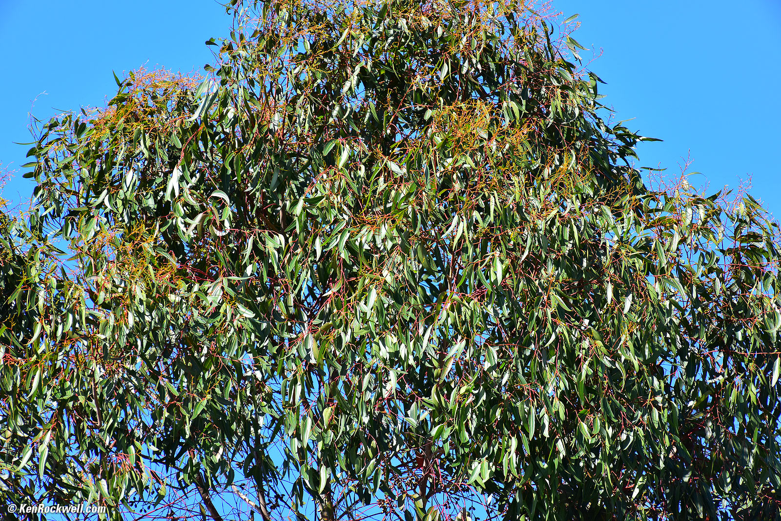 Eucalyptus, RP 29 Oct 2015