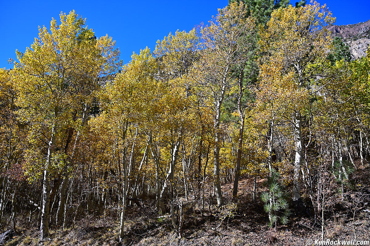 Nikon Z 24-70mm f/4 S