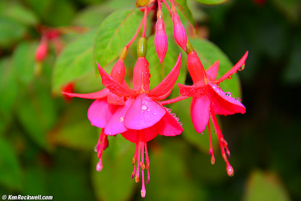 Nikon 24-85 VR macro performance