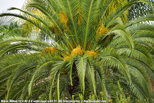 Palm, RP, 16 Dec 2014