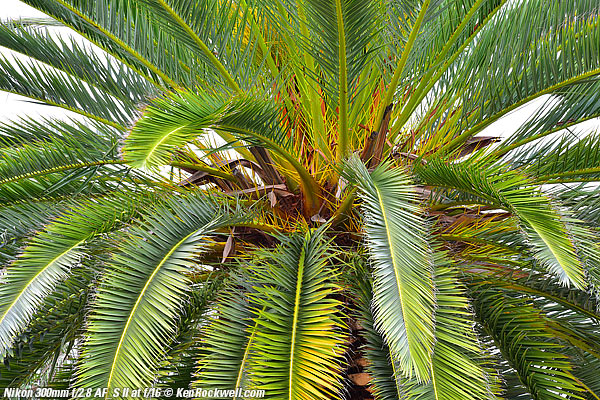 Palm, RP, 16 Dec 2014