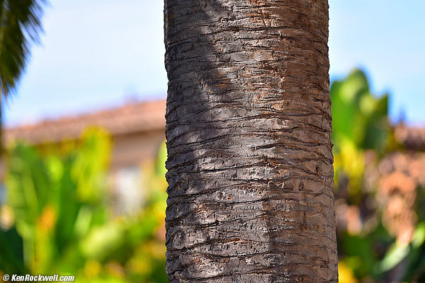 Nikon 300mm f/4 AF-S Bokeh