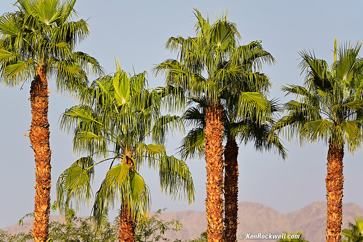 Desert Palms, 18 November 2018