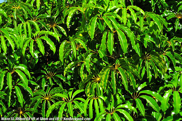 Nikon 55-300mm VR at 58mm