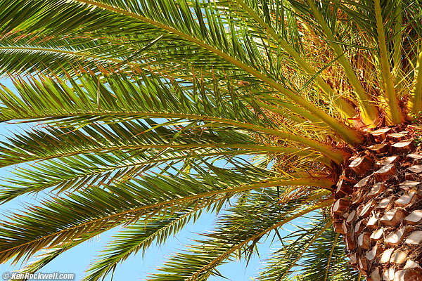 Palm, 20 November 2012