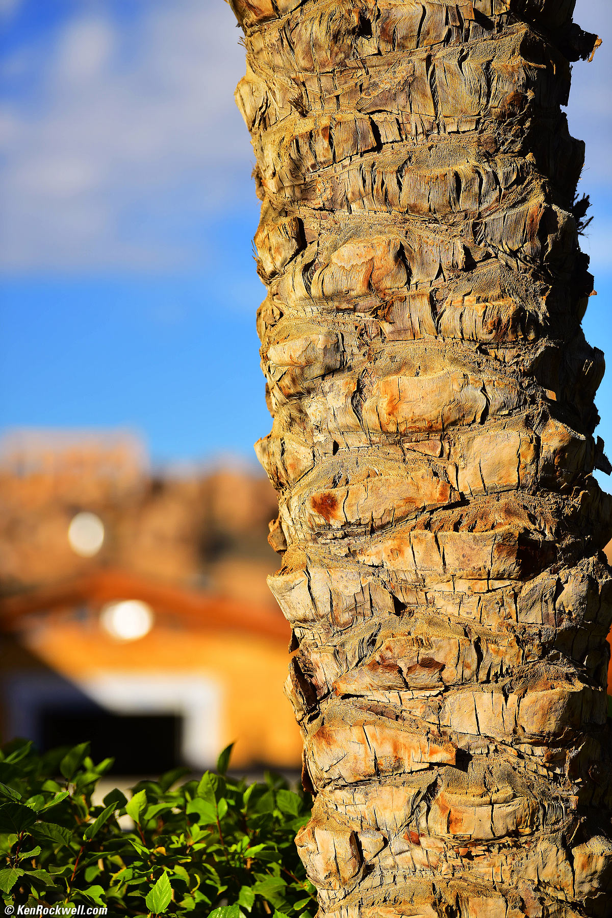 Palm trunk against the mountain