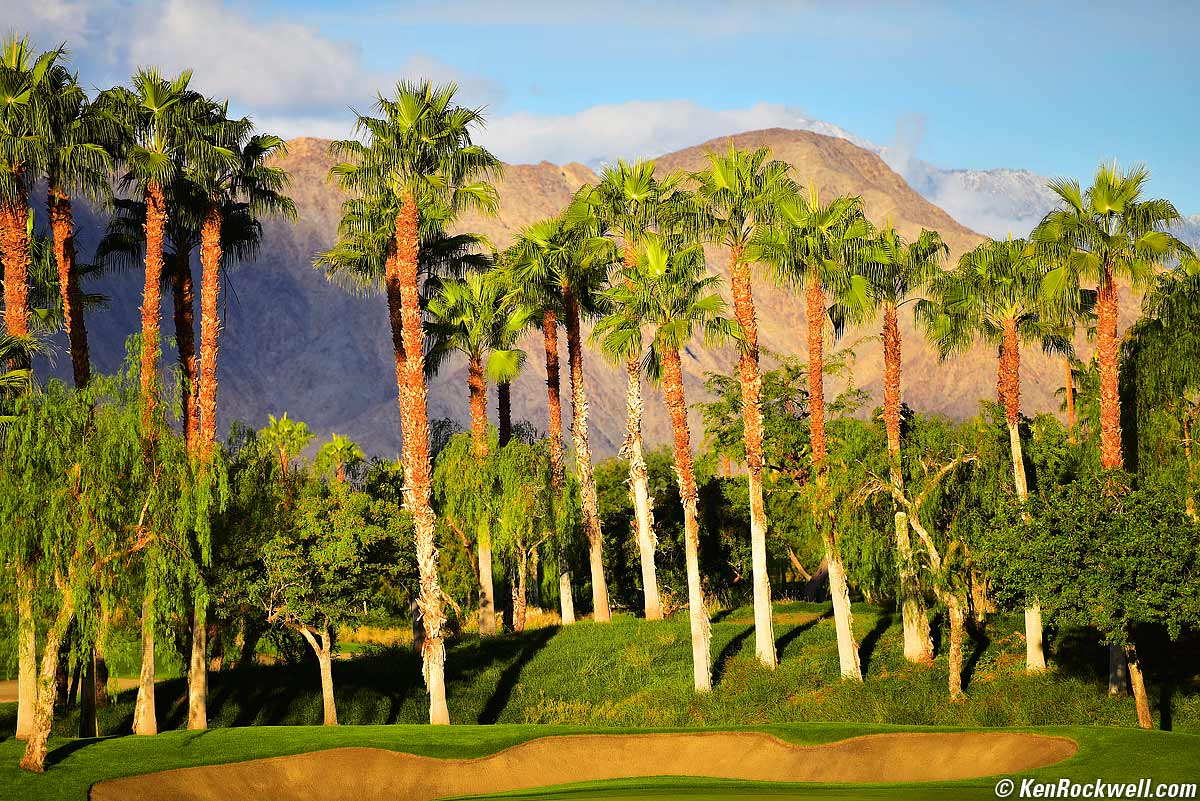 Row of Desert Palms at Dawn