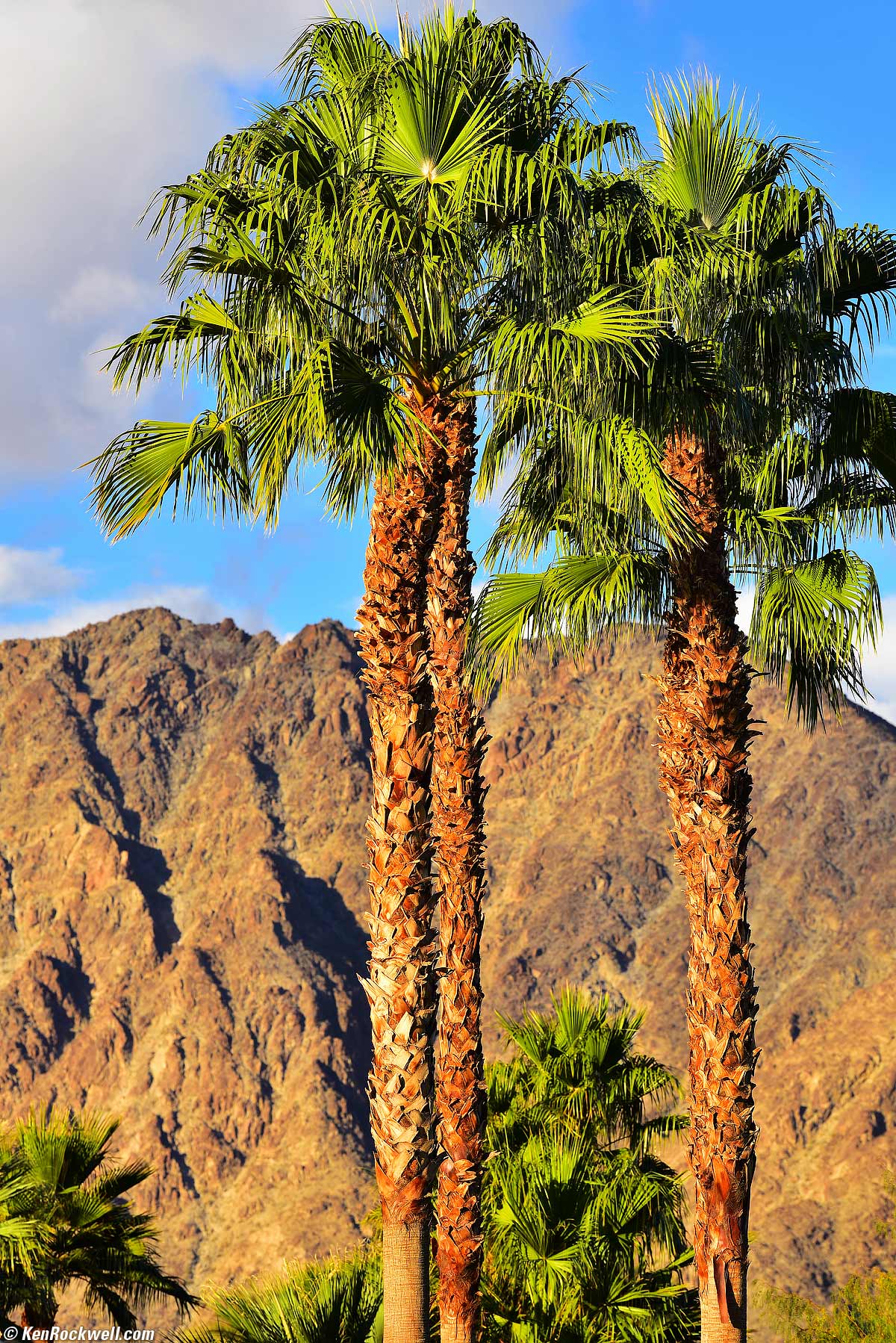 Vertical Desert Palms at Dawn