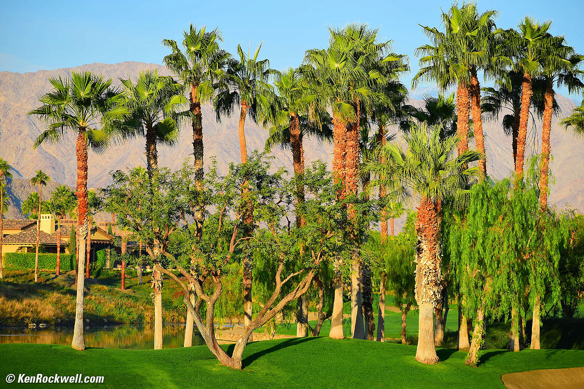 Palms, La Quinta