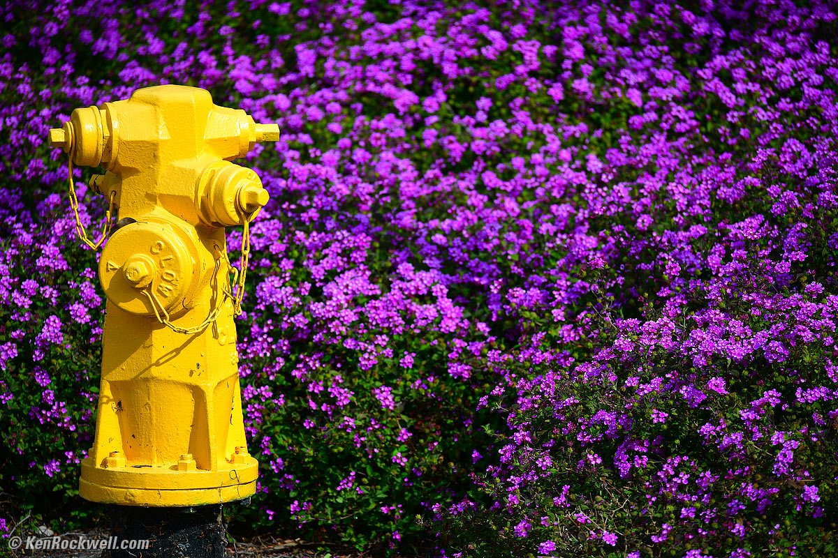 Nikon D850 and 70-300mm AFP FX sample image