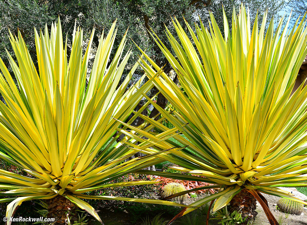 Nikon D850 and 70-300mm AFP FX sample image