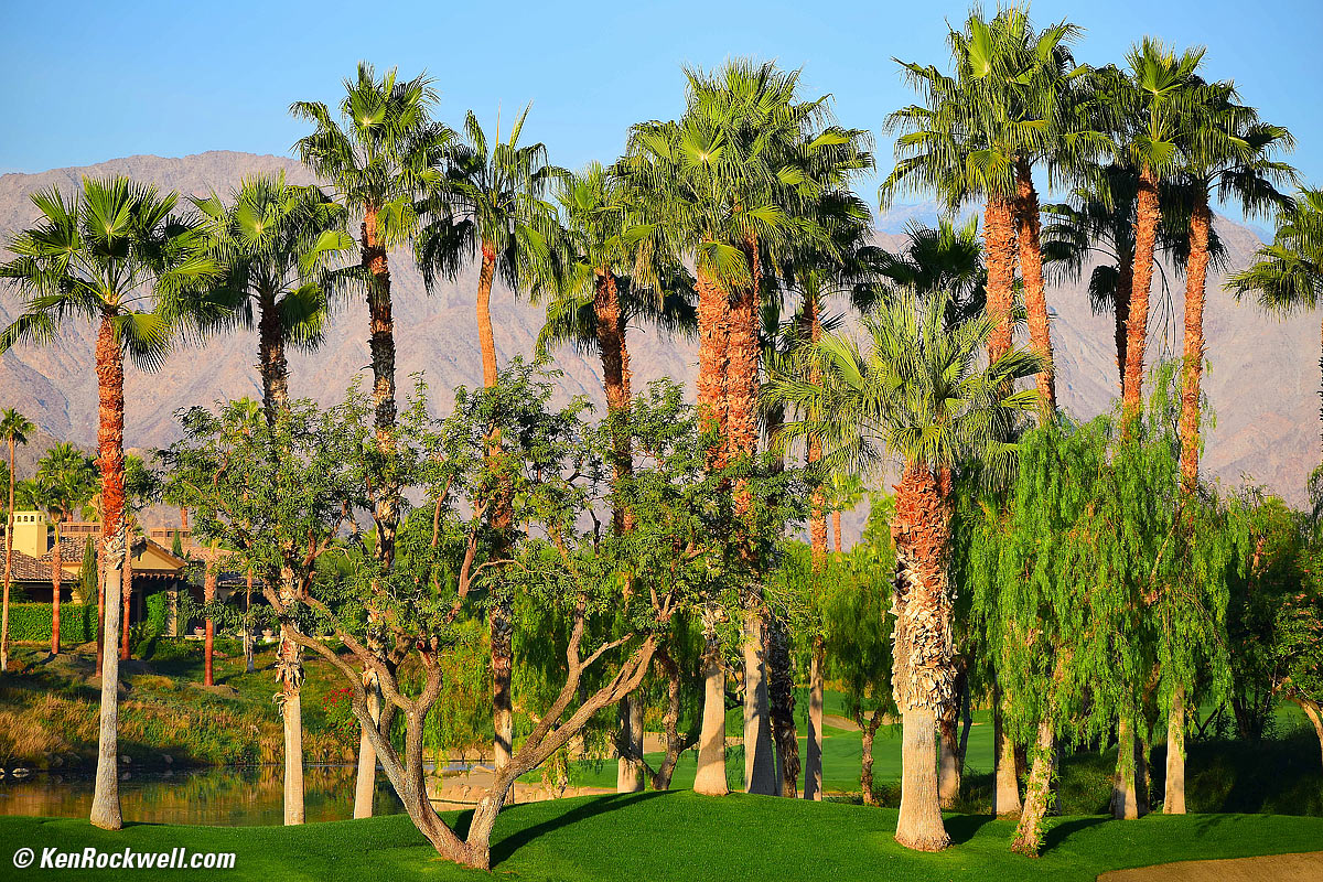 Palms, La Quinta